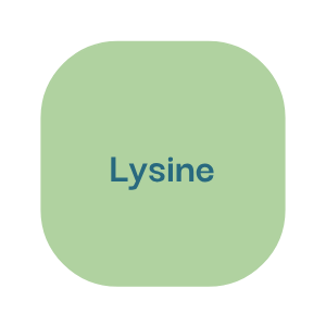 power up guide lysine