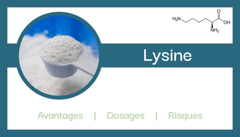 Qu’est-ce que la Lysine ?