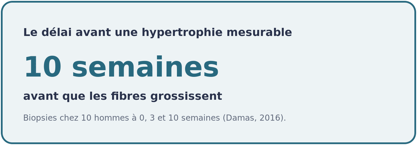 Visuel indiquant que la section des fibres musculaires n'a augmenté de façon significative qu'après dix semaines de musculation.