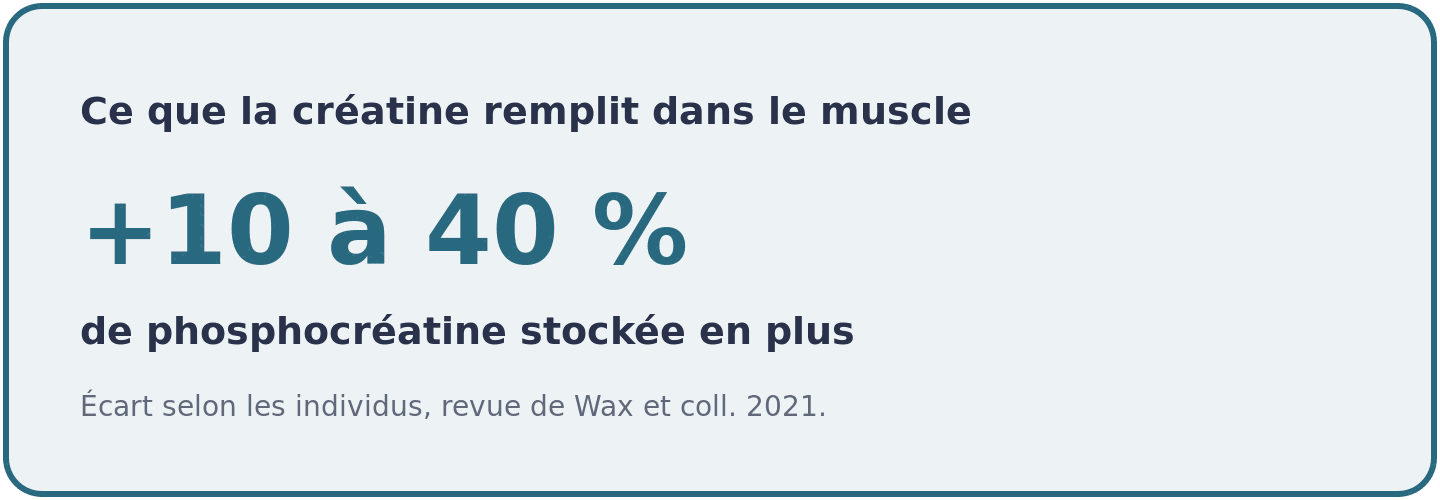 Visuel montrant que la supplémentation en créatine augmente les stocks musculaires de phosphocréatine de 10 à 40 pour cent selon les individus.