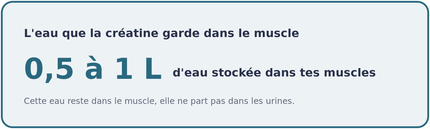 Visuel précisant que la créatine retient entre 0,5 et 1 litre d'eau dans les muscles, une eau intramusculaire qui ne part pas dans les urines.
