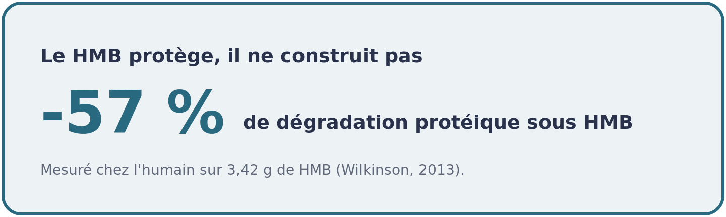 Une dose de 3,42 g de HMB réduit de 57 pour cent la dégradation des protéines musculaires, son effet le plus net mesuré chez l'humain.