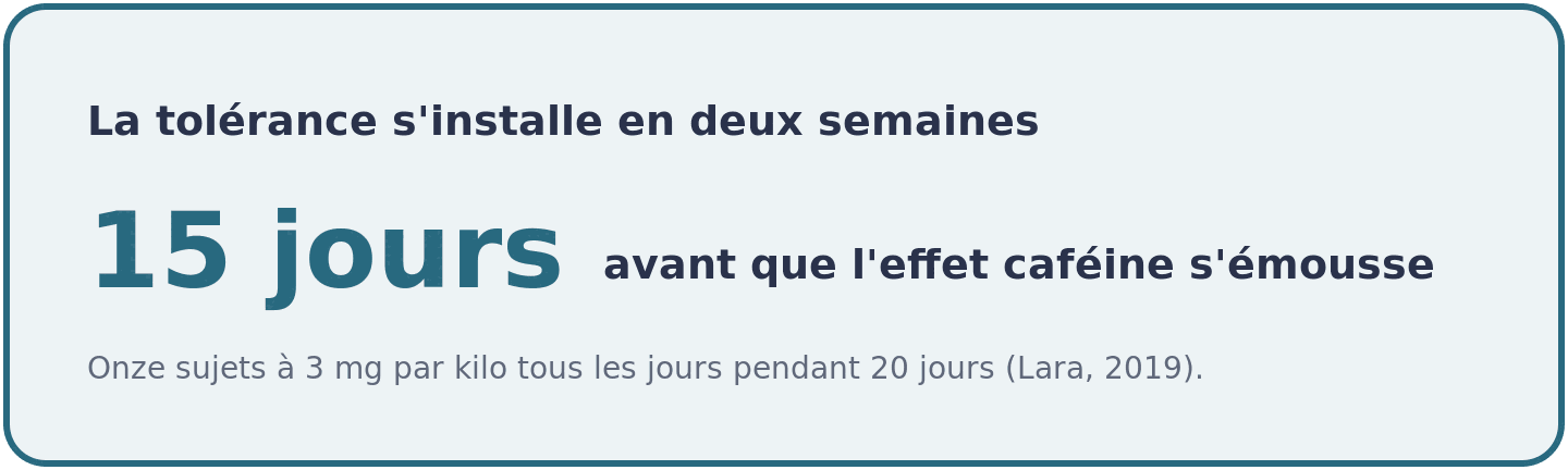 Visuel montrant que le gain de puissance apporté par la caféine reste présent jusqu'au quinzième jour de prise quotidienne, puis s'amoindrit nettement.